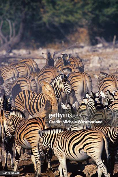 herd of burchell's zebras - zebra herd stock-fotos und bilder