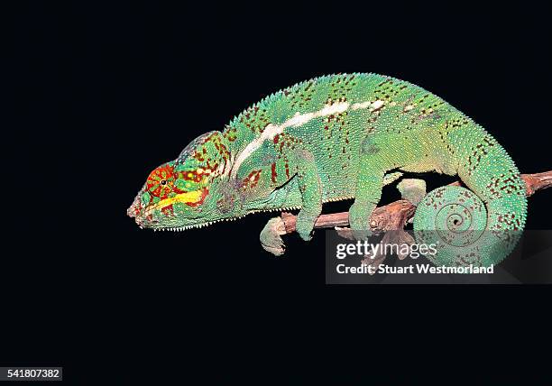 panther chameleon clinging to branch - east african chameleon stock pictures, royalty-free photos & images