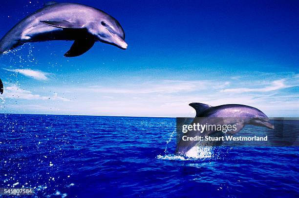 jumping bottlenose dolphins - tursiope foto e immagini stock