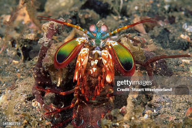 digging mantis shrimp - mantis shrimp stock pictures, royalty-free photos & images