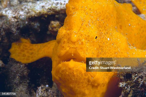giant frogfish - yellow frogfish stock pictures, royalty-free photos & images