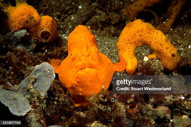 giant frogfish and coral - yellow frogfish stock pictures, royalty-free photos & images
