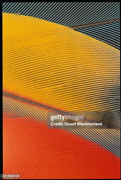 detail of scarlet macaw feathers - araracanga - fotografias e filmes do acervo