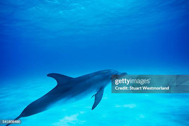 atlantic spotted dolphin swimming - atlantic spotted dolphin stock pictures, royalty-free photos & images