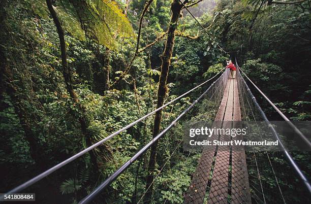 skybridge at monteverde cloud forest preserve - モンテベルデ雲林保護区 ストックフォトと画像