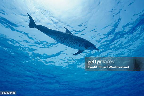 atlantic spotted dolphin swimming - atlantic spotted dolphin stock pictures, royalty-free photos & images