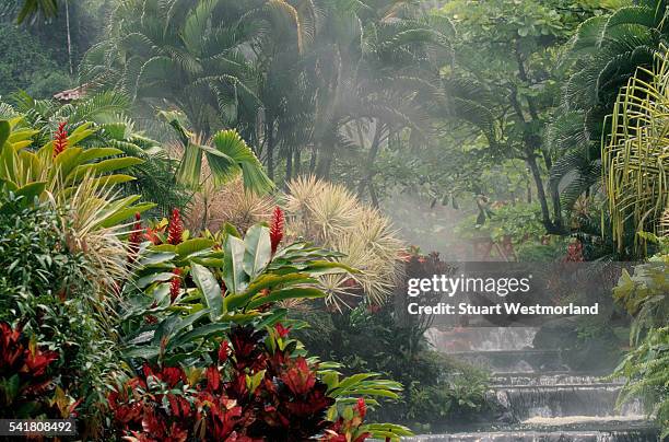 tiered waterfalls at tabacon hot springs - ginger flower stockfoto's en -beelden