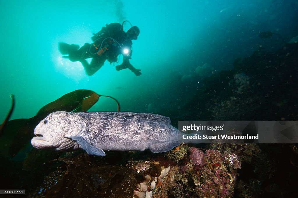 Scuba Diver and Wolf-eel in Pacific Northwest