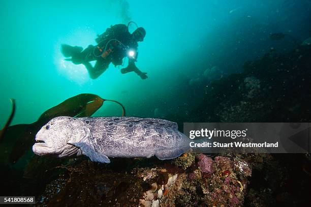 scuba diver and wolf-eel in pacific northwest - wolf eel stock pictures, royalty-free photos & images