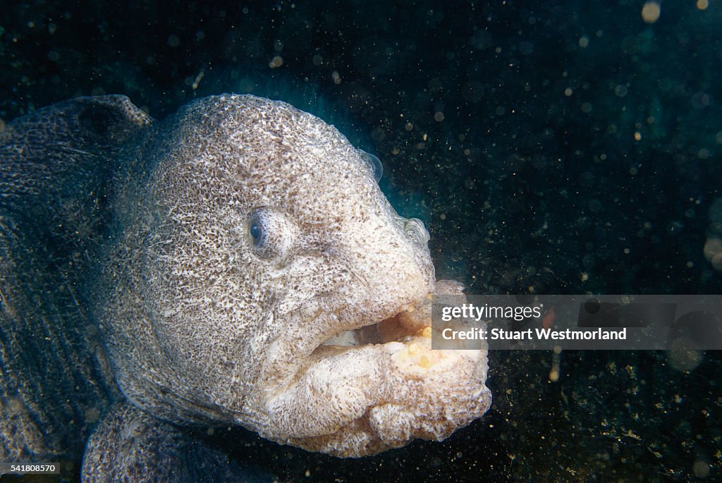 Wolf-eel in Pacific Northwest