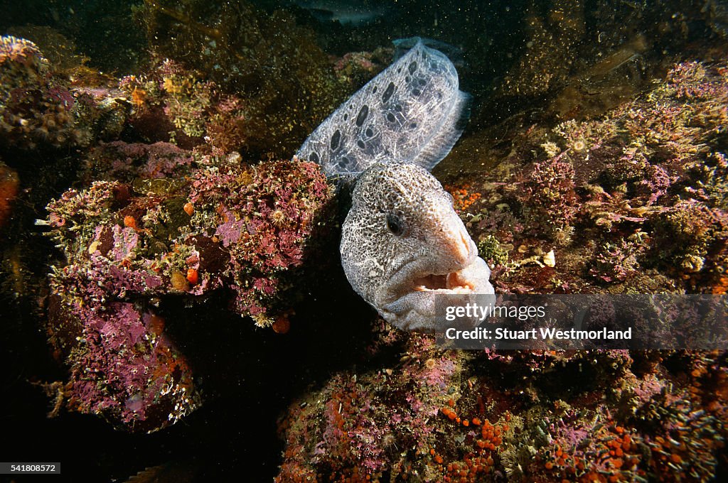 Wolf-eel in Pacific Northwest