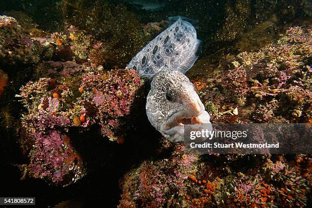 wolf-eel in pacific northwest - wolf eel stock pictures, royalty-free photos & images