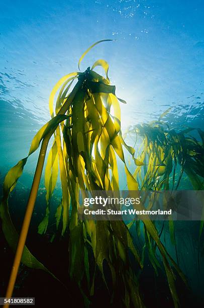 giant kelp underwater - kelp stock pictures, royalty-free photos & images