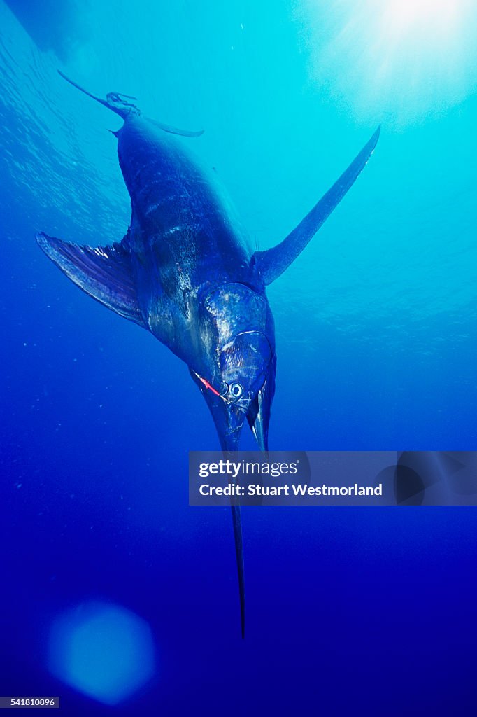 Hooked Blue Marlin