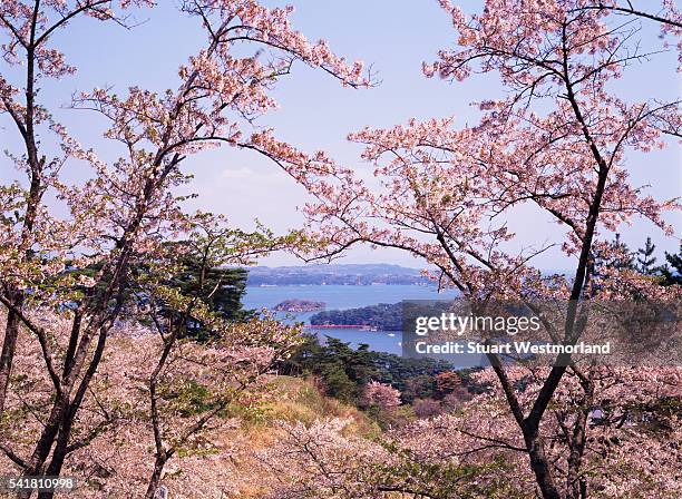 cherry trees in bloom on matsushima bay - pr�éfecture de miyagi photos et images de collection