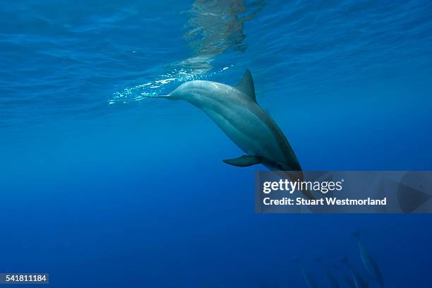 spinner dolphin surfacing near pod - dolphin underwater stock pictures, royalty-free photos & images