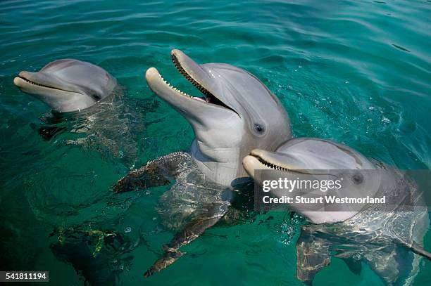 bottlenosed dolphins at water's surface - dolphins - fotografias e filmes do acervo