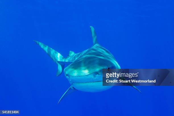 tiger shark - north atlantic ocean stock pictures, royalty-free photos & images