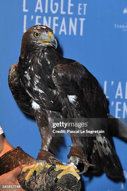 An Eagle is seen during the "L'Aigle et l'enfant" Paris premiere at Gaumont Capucines on June 19, 2016 in Paris, France.
