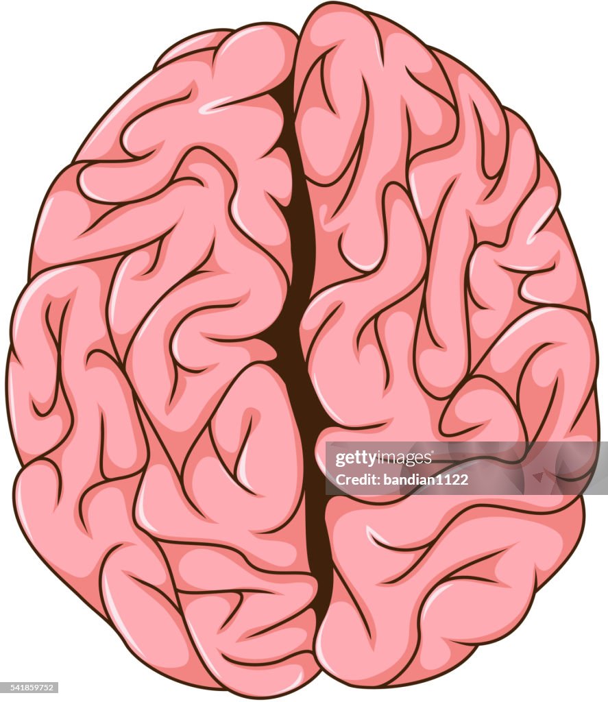 Human left and right brain cartoon