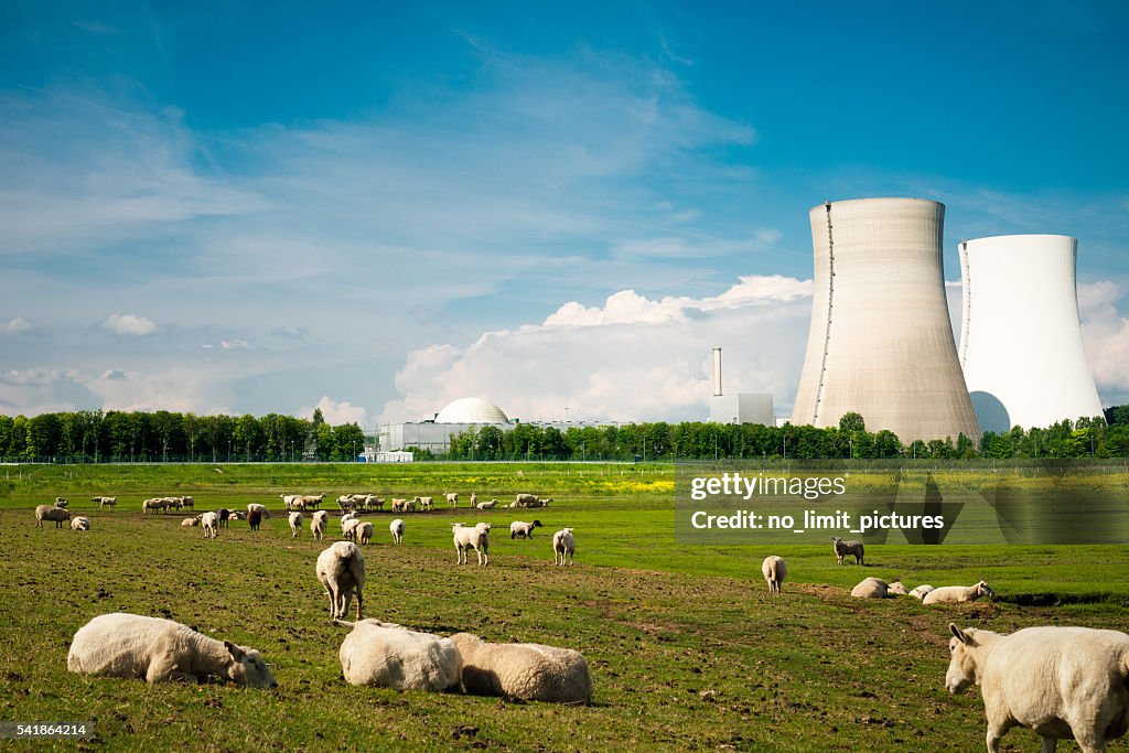 Nuclear power plant and sheep