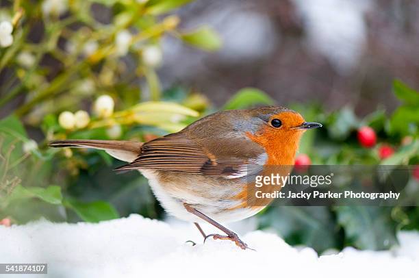 european robin in the snow - robin fotografías e imágenes de stock