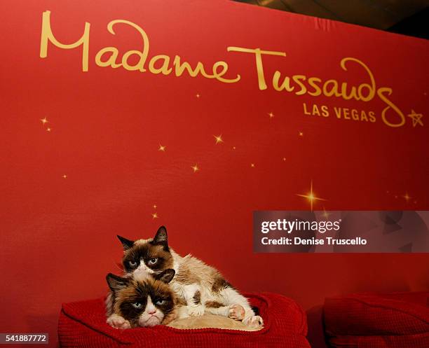 Madame Tussauds Las Vegas welcomes the REAL Grumpy Cat to its attraction for a meet & greet with her wax double on June 20, 2016 in Las Vegas, Nevada.