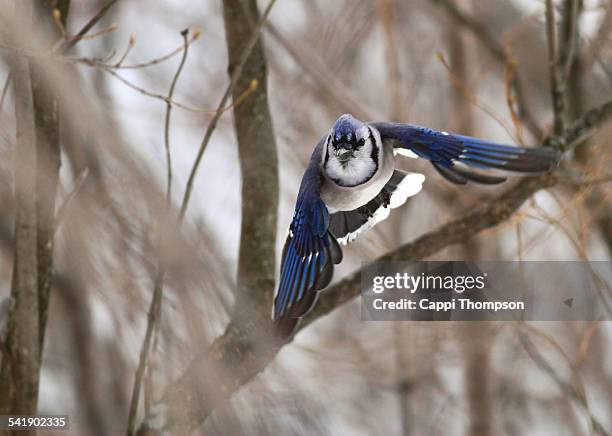 blue jay (cyanocitta cristata) flying - blue jay flying stock pictures, royalty-free photos & images