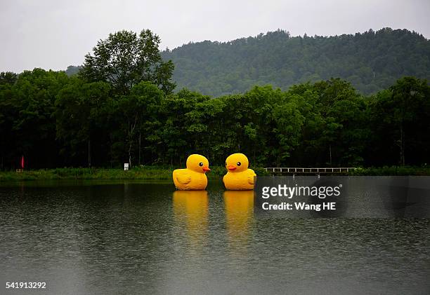 Two scaled replica of the rubber duck by Dutch conceptual artist Florentijn Hofman is seen floating on a lake in the national park£¬Yichun on June...