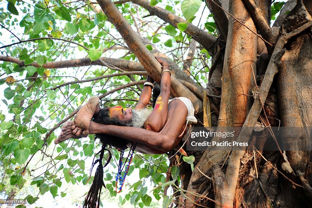 A sadhu performing yoga in a tree on the occasion of...