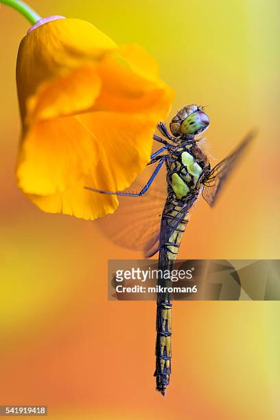 ruddy darter dragonfly - female - damselfly stockfoto's en -beelden