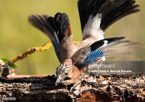 Blue Rocking Bird 173 Blue Mockingbird Stock Photos, High-Res Pictures, and Images ...