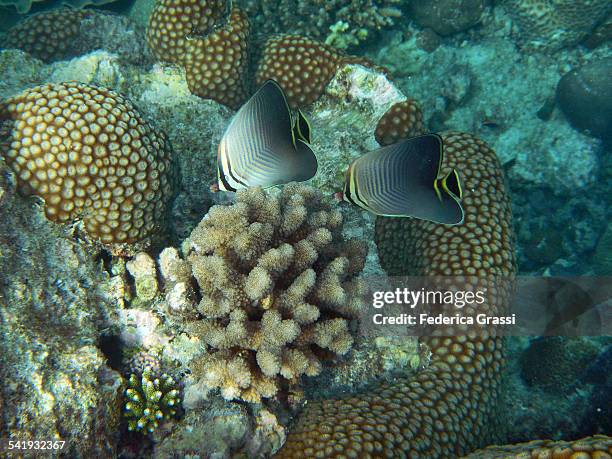 Triangle Type Fish Triangulum Butterfly Fish Photos and Premium High Res Pictures - Getty ...