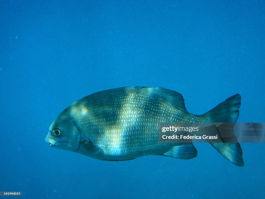 Bermuda/Yellow Chub (Kyphosus sectator/incisor)