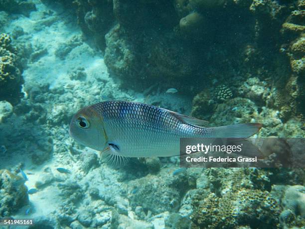 humpnose big-eye bream (monotaxis grandoculis) - humpnose bigeye bream stock pictures, royalty-free photos & images