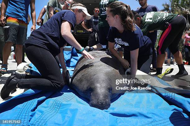 Miami Seaquarium rescue workers prepare to release a manatee into the Loxahatchee River at the Jonathan Dickinson State Park boat ramp on June 21,...