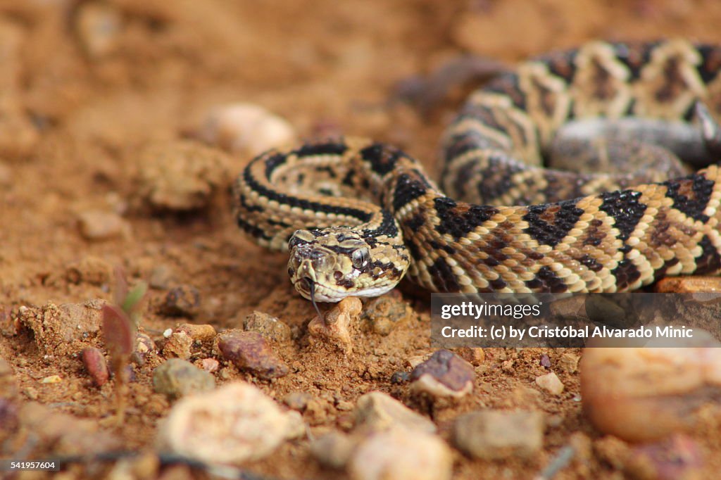 Venezuelan Rattlesnake