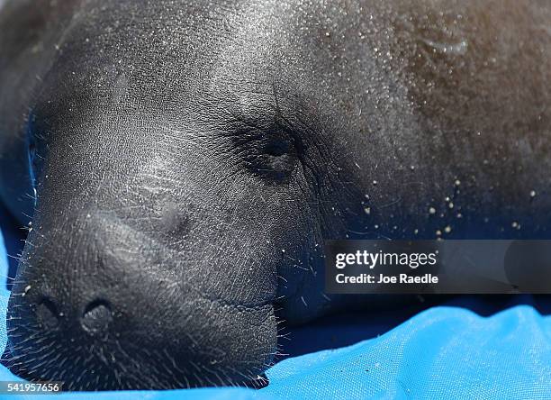 Manatee waits to be released into the Loxahatchee River at the Jonathan Dickinson State Park boat ramp on June 21, 2016 in Jupiter, Florida. The...