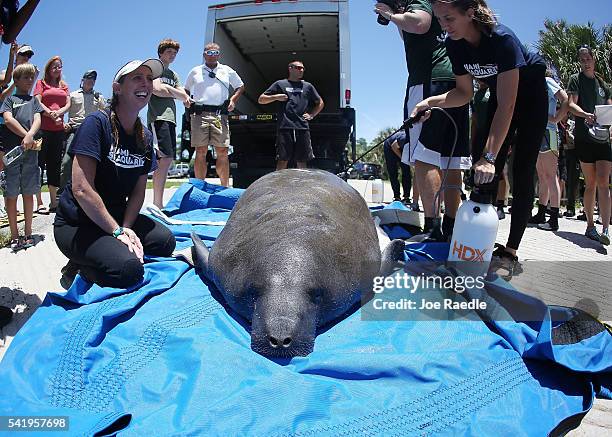 Miami Seaquarium rescue workers prepare to release a manatee into the Loxahatchee River at the Jonathan Dickinson State Park boat ramp on June 21,...