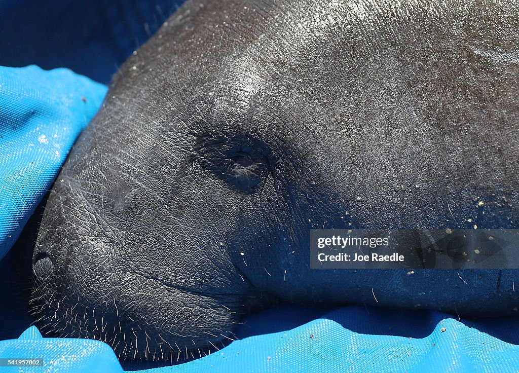 Rescued And Rehabilitated Manatee Returned To The Wild In Florida