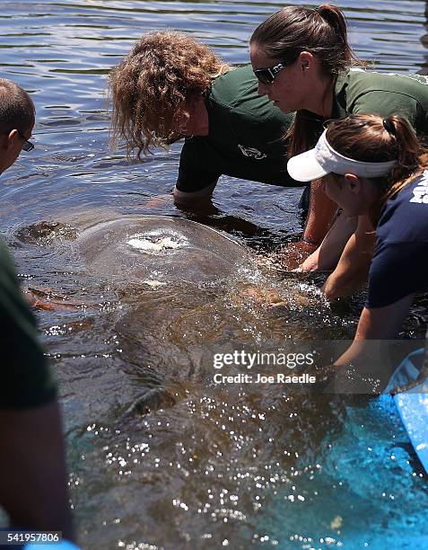 Miami Seaquarium rescue workers release a manatee into the Loxahatchee River at the Jonathan Dickinson State Park boat ramp on June 21, 2016 in...