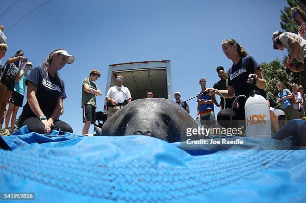 Miami Seaquarium rescue workers prepare to release a manatee into the Loxahatchee River at the Jonathan Dickinson State Park boat ramp on June 21,...