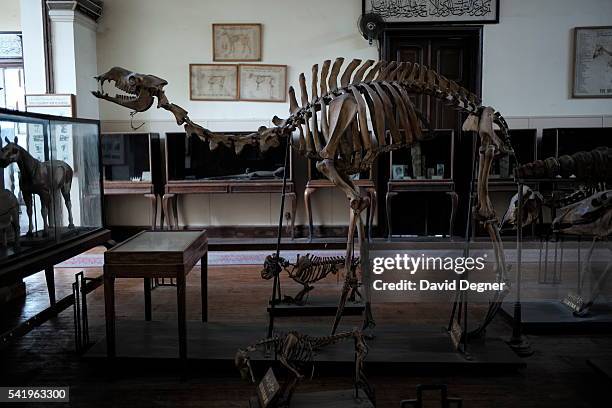 January 24: A skeleton of a camel stands in between skeletons of dogs and cows, on January 24, 2016 in Cairo, Egypt. The Egyptian Agricultural Museum...
