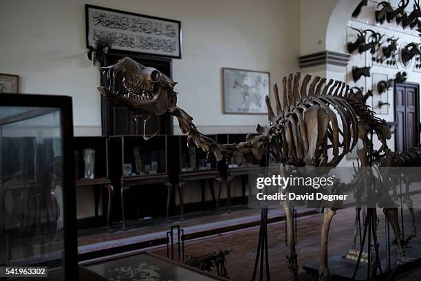 January 24: A skeleton of a camel stands in between skeletons of dogs and cows, on January 24, 2016 in Cairo, Egypt. The Egyptian Agricultural Museum...