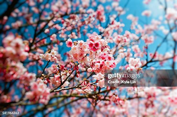 cherry blossom - flower blossom stock pictures, royalty-free photos & images