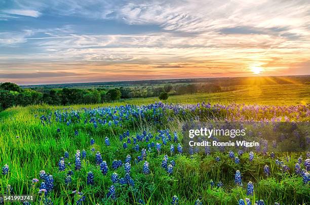 texas bluebonnets at sunset - texas bluebonnet stock-fotos und bilder