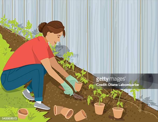 woman planting tomatoes in her garden - tomato plant stock illustrations