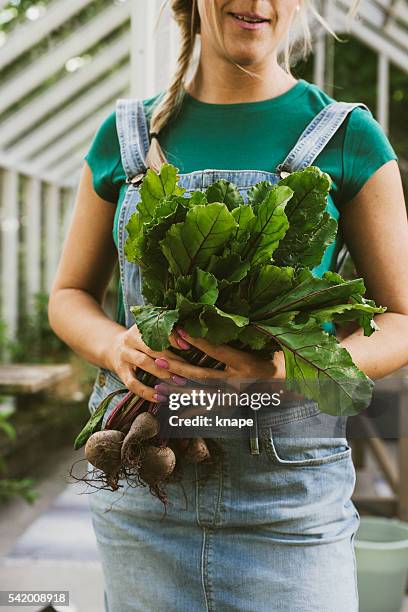 close up of woman gardening with fresh beetroot vegetable - common beet stock pictures, royalty-free photos & images