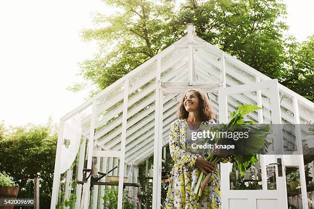 linda mulher jardinagem com ruibarbo do jardim - ruibarbo planta - fotografias e filmes do acervo