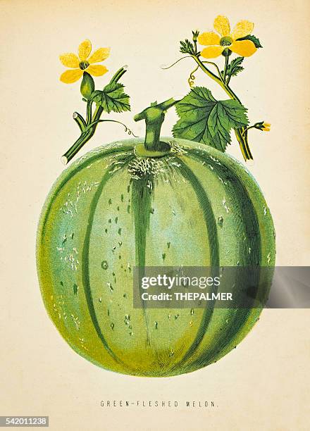 bildbanksillustrationer, clip art samt tecknat material och ikoner med green melon illustration 1874 - watermelon